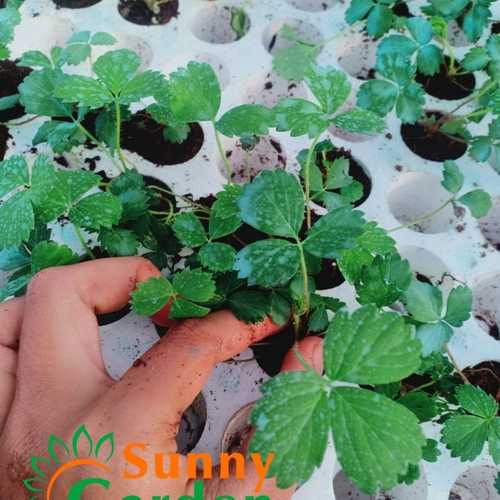 Cây Dâu Tây Cấy Mô Mỹ Tù