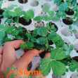 Cây Dâu Tây Cấy Mô Mỹ Tù