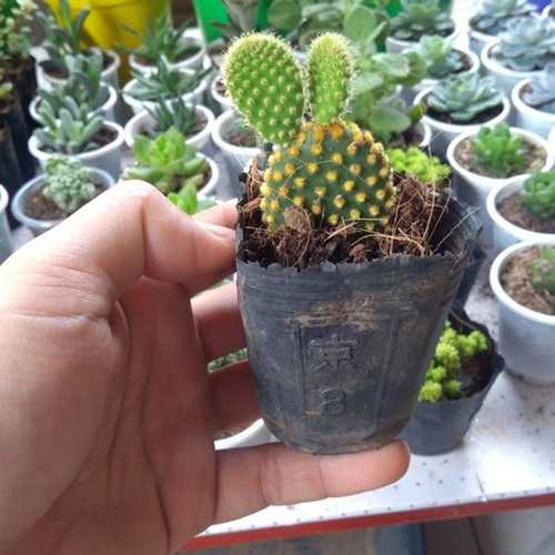Xương Rồng Tai Thỏ Mập Mập
