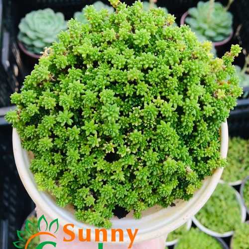 Sen Đá Sedum Cơm Vàng, Xanh - Chậu Trung