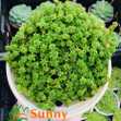 Sen Đá Sedum Cơm Vàng, Xanh - Chậu Trung