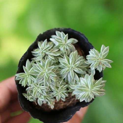 Sen Đá Sedum Cỏ Trắng