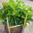 Cây Hồng Anh Đỏ