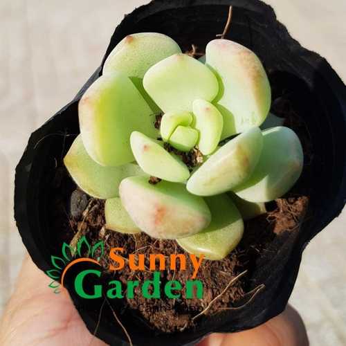 Sen Đá Má Hồng