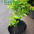 Cây Chanh Giống - Cây Ăn Quả