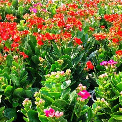 Cây Sống Đời Mix Màu - Chậu Cây Cảnh