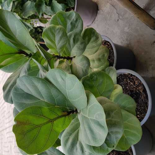 Cây Bàng Singapore - Chậu Cây Cảnh