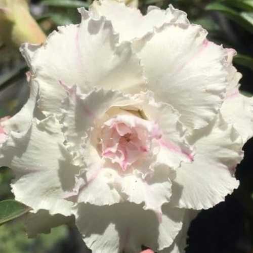 Grafted Adenium with Vietnamese Name: ID: 295 - Tuyết Châu