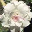 Grafted Adenium with Vietnamese Name: ID: 295 - Tuyết Châu
