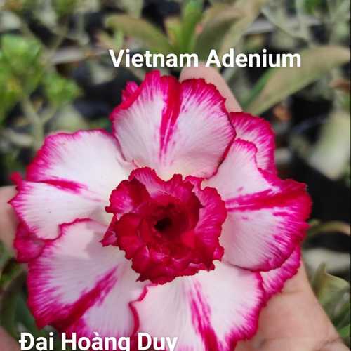 Grafted Adenium with Vietnamese Name: Đại Hoàng Duy - ID: 00008