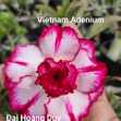 Grafted Adenium with Vietnamese Name: Đại Hoàng Duy - ID: 00008