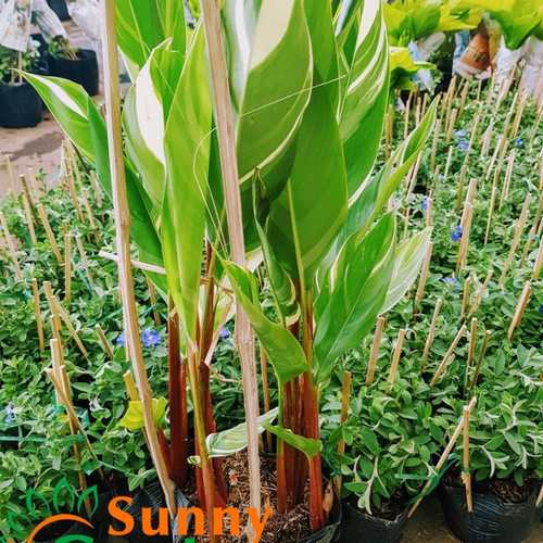 Cây Chuối Mỏ Két Cẩm Thạch