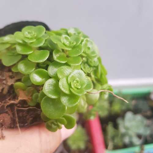 Sen Đá Sedum Vảy Cá Xanh