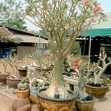 Adenium Big Somalense Seeds - Id: S0003