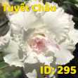 Grafted Adenium with Vietnamese Name: ID: 295 - Tuyết Châu