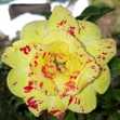 Grafted Adenium with Vietnamese name: Giáng Long Mutation - ID: 00200