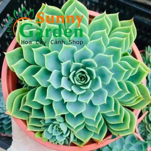 Sen Đá Size Lớn, Đường Kính Chậu 15cm - Shop Chọn Giao Ngẫu Nhiên