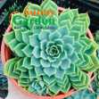 Sen Đá Size Lớn, Đường Kính Chậu 15cm - Shop Chọn Giao Ngẫu Nhiên