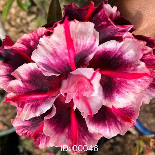Grafted Adenium with Vietnamese Name: Yến Nhi 9 - ID: 00046