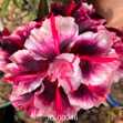 Grafted Adenium with Vietnamese Name: Yến Nhi 9 - ID: 00046