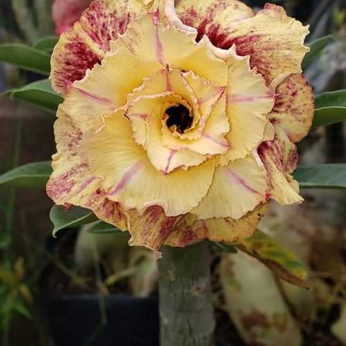 Grafted Adenium with Vietnamese Name: ID: 309 - Musella