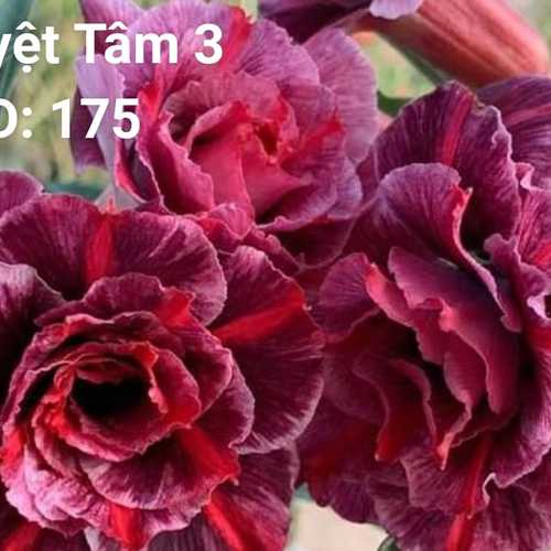 Grafted Adenium with Vietnamese Name: Nguyệt Tâm 3 - ID: 00175