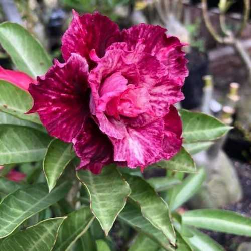 Grafted Adenium with English name: Simon - ID: 00243