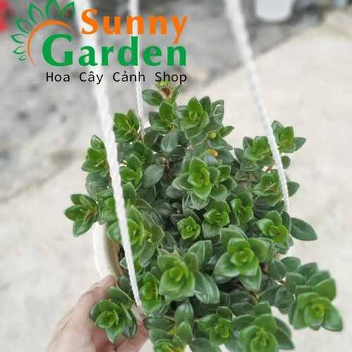 Cây Cá Vàng - Cây Cảnh Chậu Treo