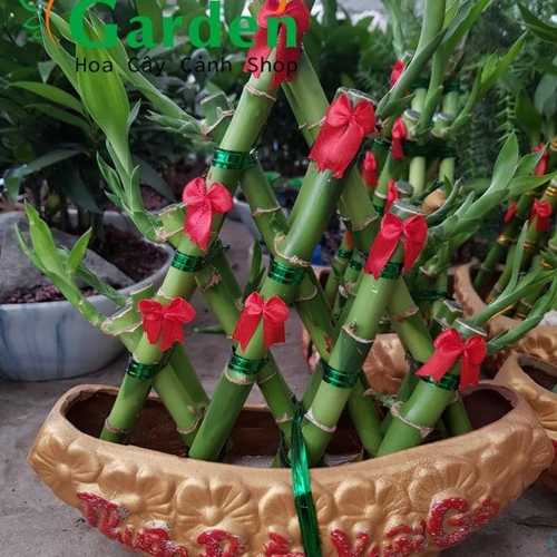 Phát Lộc Thuận Bườm Xuôi Gió - Chậu Cây Cảnh Trung