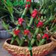 Phát Lộc Thuận Bườm Xuôi Gió - Chậu Cây Cảnh Trung