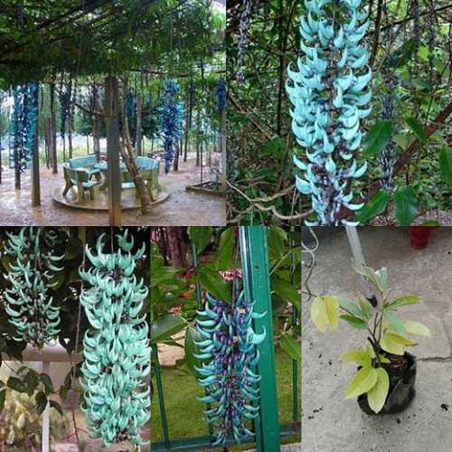 Cây Giống Hoa Leo Móng Cọp