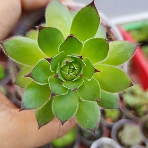 Sen Đá Phật Bà Nhỏ