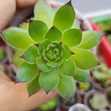 Sen Đá Phật Bà Nhỏ