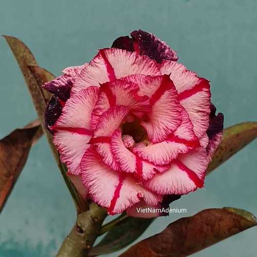 Grafted Adenium with Vietnamese Name: ID: 306 - X103