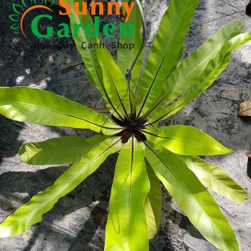 Cây Ráng Ổ Phụng ( Ổ Quạ) - Cây Cảnh