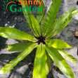 Cây Ráng Ổ Phụng ( Ổ Quạ) - Cây Cảnh
