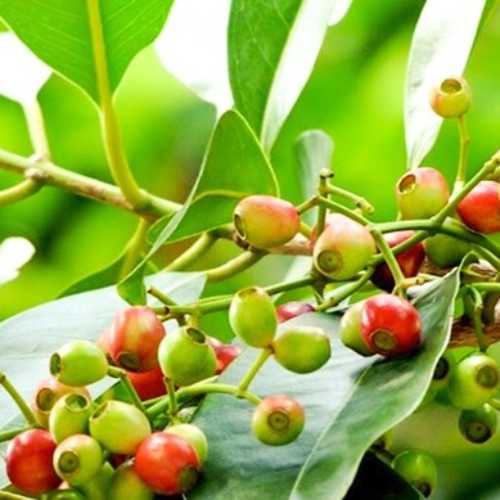 Cây Giống Lá Vối Nếp