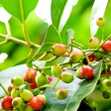 Cây Giống Lá Vối Nếp