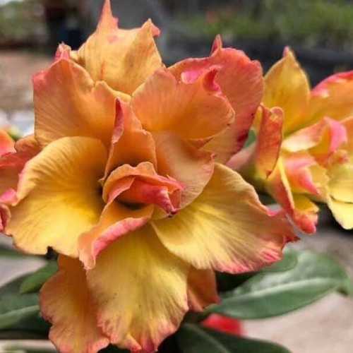 Grafted Adenium with English name: Dune 2 - ID: 00169