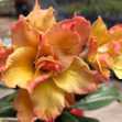 Grafted Adenium with English name: Dune 2 - ID: 00169