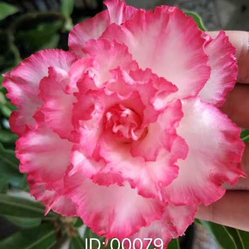 Grafted Adenium with Vietnamese Name: Thiên Hương - ID: 00079