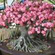 Adenium Obesum Seeds - Id: S0002