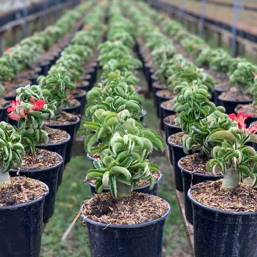 Grafted Adenium with English name: Mini Taiwan - ID: 00227