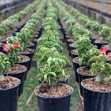 Grafted Adenium with English name: Mini Taiwan - ID: 00227