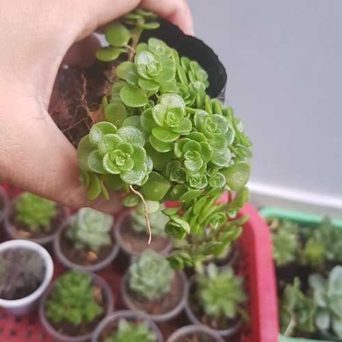 Sen Đá Sedum Vảy Cá Xanh