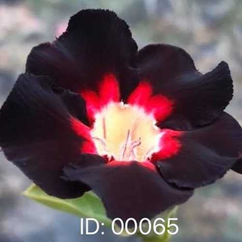 Grafted Adenium with Vietnamese Name: Hắc Long - ID: 00065