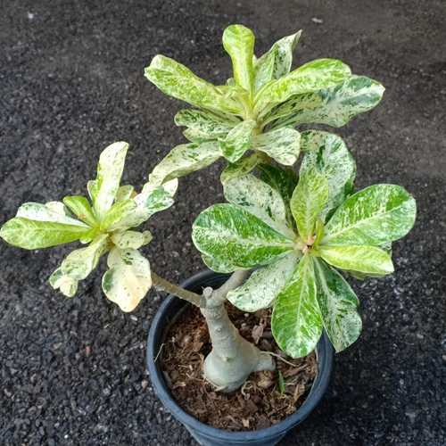 Grafted Adenium with Vietnamese name: Cây Lá Đóm Trắng - ID: 00135