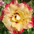 Grafted Adenium with English name: Kindly - ID: 00228