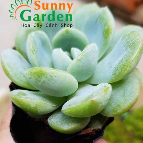 Sen Đá Liên Đài Xanh
