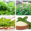 Cây Cỏ Ngọt - Chậu Rau Dược Liệu Giống